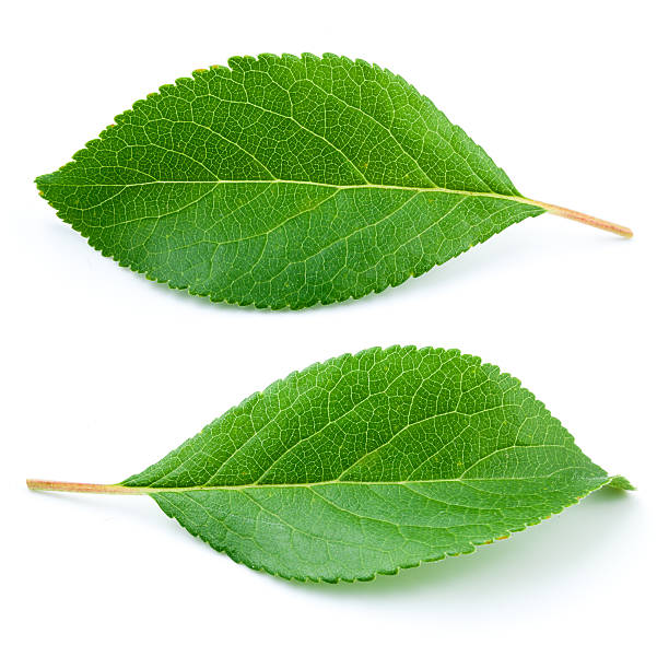 ameixa folhas isolado no fundo branco - plum leaf fruit white - fotografias e filmes do acervo
