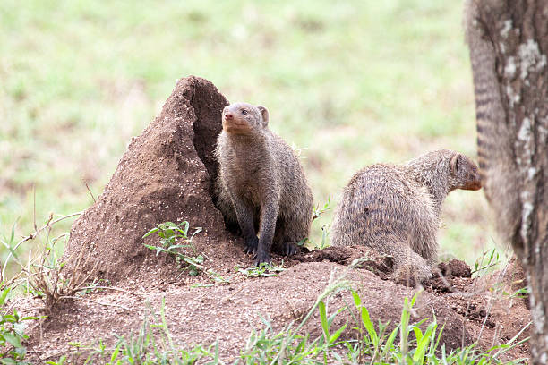 Banded mongooses on a termite mound Banded mongooses on a termite mound in Serengeti National Park, Tanzania, Africa termite mound stock pictures, royalty-free photos & images