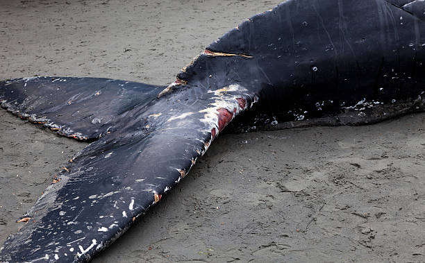 istock Humpback whale washes ashore and died 479025741