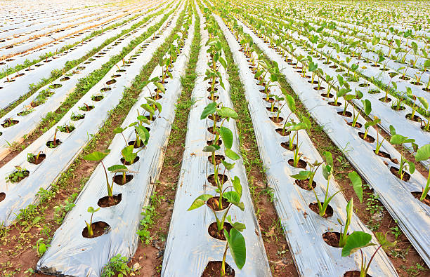 Taro field. Taro grown in the field. nub stock pictures, royalty-free photos & images
