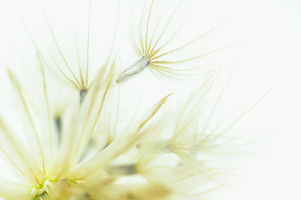 istock Dandelion abstract background. Shallow depth of field. 479026754