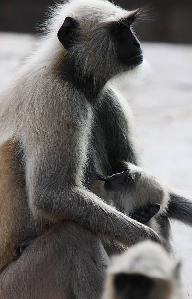 istock Mother Monkey and Baby Nursing with Mother 479026980