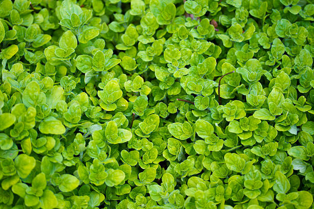 オレガノの背景 - oregano herb garden herb gardens ストックフォトと画像