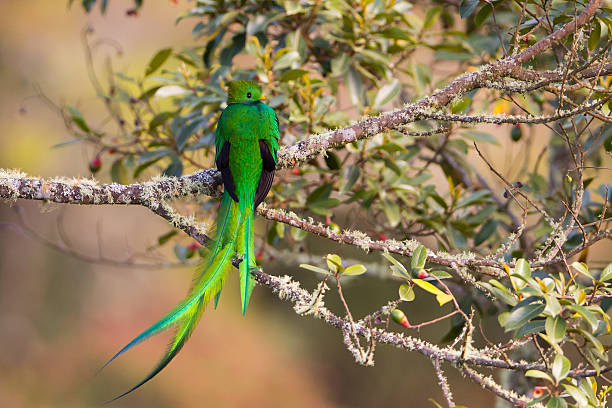 Resplendent Quetzal perched back side. Tail feathers in the wind Resplendent Quetzal sitting on a perch digesting wild avocado. This is a adult male, the tail feathers can reach up to 31 inches. Hard to spot bird, lives in Central America trogon stock pictures, royalty-free photos & images