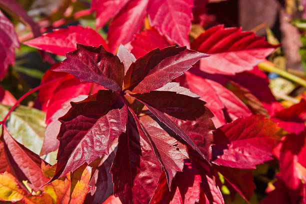 istock bright autumn foliage of vine 479027059