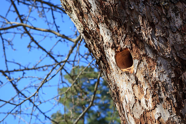 istock Woodpecker nest in apple tree 479027106