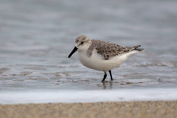 istock Semipalmated sandpiper searching for food 479027161