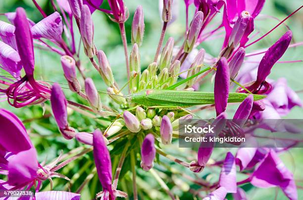 Grasshopper Stock Photo - Download Image Now - 2015, Animal, Animal Body Part