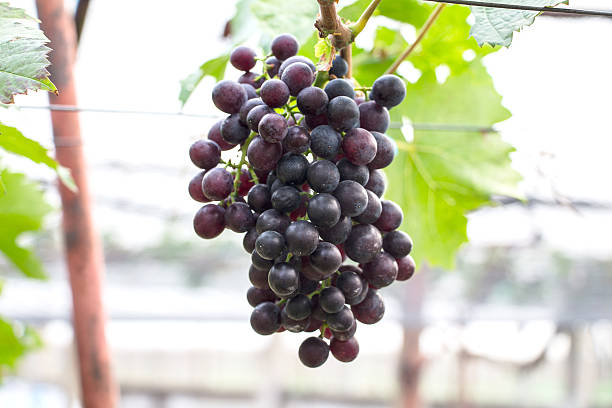 ブドウ（blackopor ）にグリーンの葉ヴァイン - agriculture purple vine grape leaf ストックフォトと画像