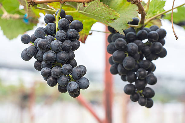 istock Blackopor grapes with green leaves on the vine 479030717