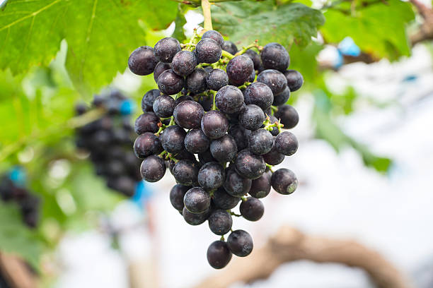 blackopor uvas com folhas verdes sobre as videira - agriculture purple vine grape leaf imagens e fotografias de stock