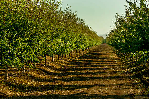 istock Almond Orchard, Central Valley, California 479032976