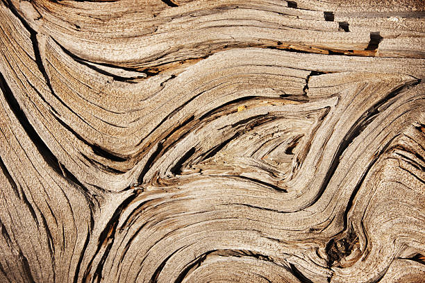 Juniper Tree Wood Grain Juniperus osteosperma stock photo