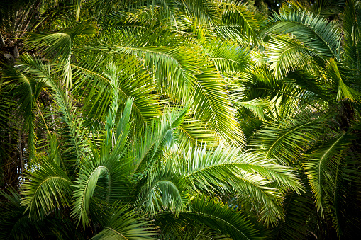Closeup palm trees, beautiful nature background with vignette, full frame horizontal composition