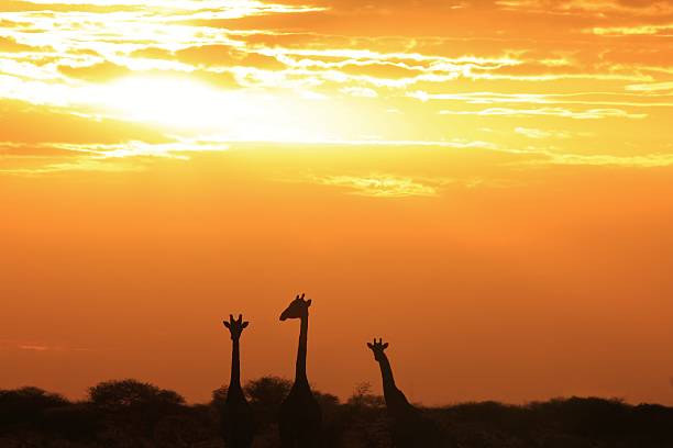 Pôr do sol-fundo de natureza e Girafas na África - foto de acervo