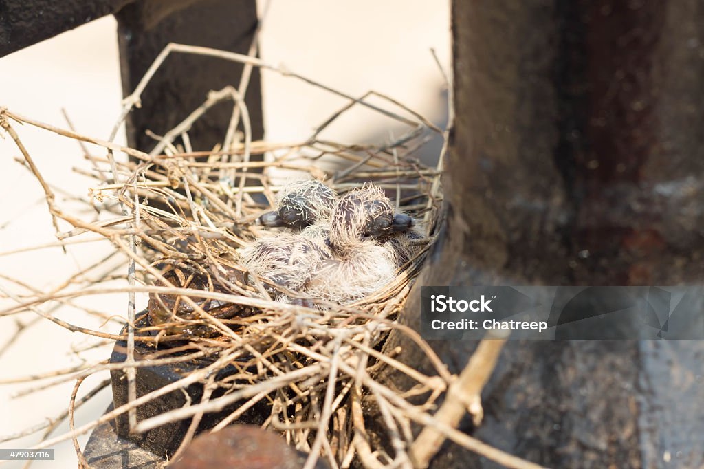 dove baby with gray feathers beautiful shiny on the outside. 2015 Stock Photo