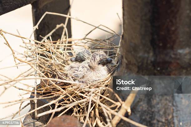 Dove Baby With Gray Feathers Beautiful Shiny On The Outside Stock Photo - Download Image Now