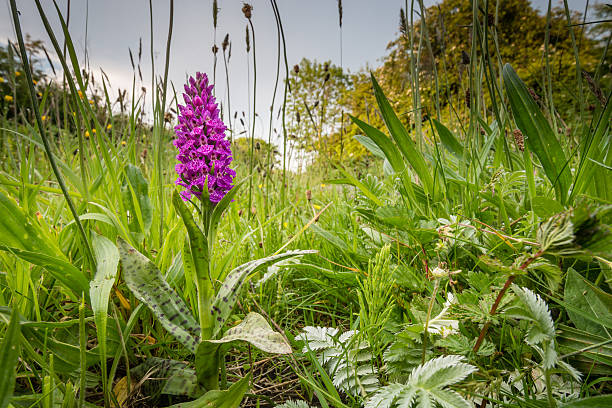northern marsh orchid - grass shoulder foto e immagini stock