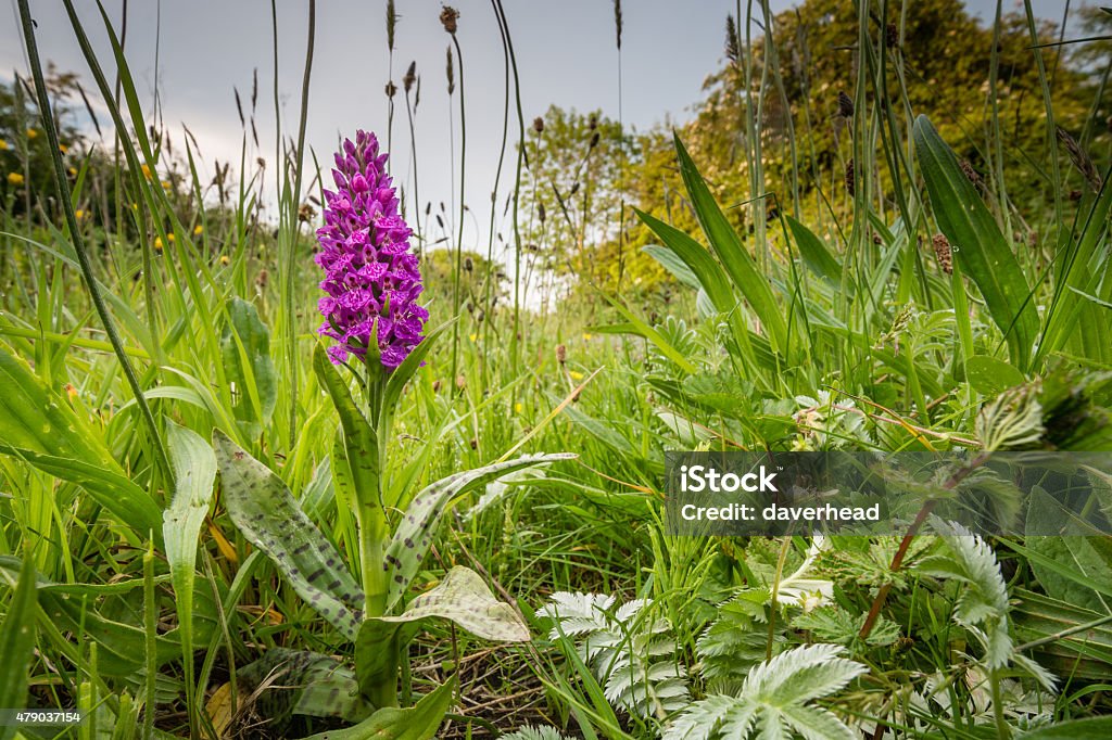 Northern Marsh Orchid Ground level view of the Northern Marsh Orchid in the verge of a country lane in Northumberland UK Stock Photo