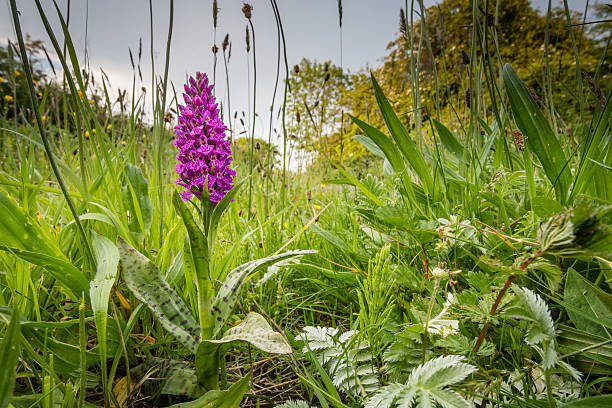 Northern Marsh Orchid Ground level view of the Northern Marsh Orchid in the verge of a country lane in Northumberland grass shoulder stock pictures, royalty-free photos & images