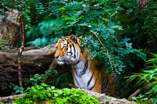 Tiger in der Höhle