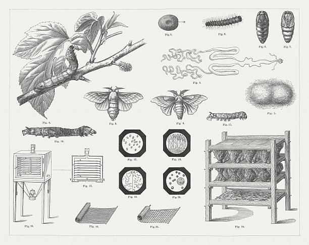 aus kultur, veröffentlichte 1878 zogen - silkworm stock-grafiken, -clipart, -cartoons und -symbole