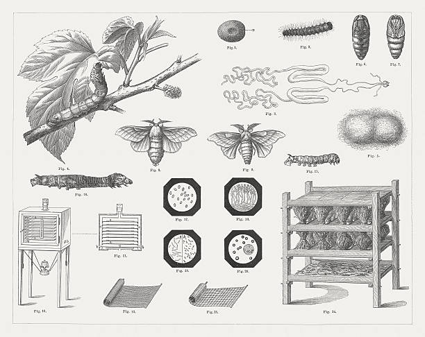 ilustraciones, imágenes clip art, dibujos animados e iconos de stock de silk cultura, publicado en 1878 - silkworm