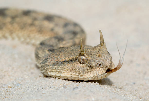 Desert Horned Viper with Forked Tongue Desert Horned Viper (Cerastes cerastes) with Forked Tongue viper stock pictures, royalty-free photos & images