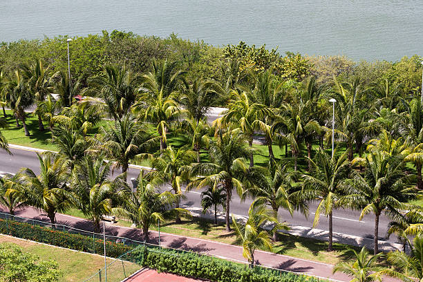 istock Caribbean road with palm trees 479046730