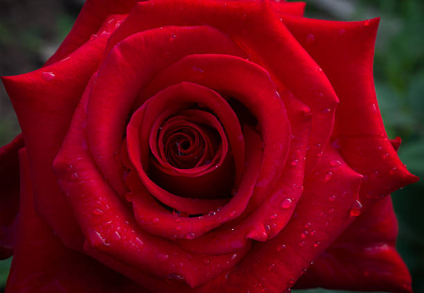 istock rose is with drops of dew 479047042