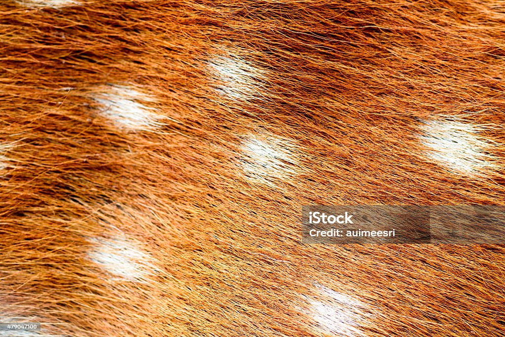 Skin and fur of deer Skin and fur of deer for texture background 2015 Stock Photo