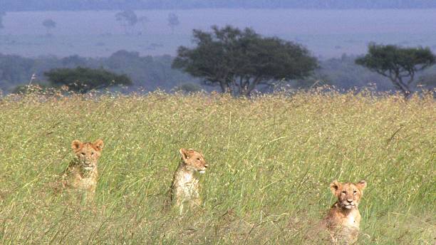 istock Group Of Lion Cubs 479047124