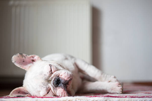 istock Sleeping bulldog puppy 479047580