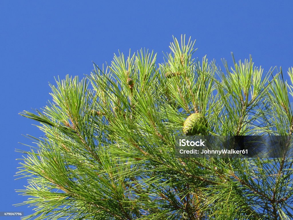 Green Pinecone Fresh new Pine cone in hills near Alora, Andalucia 2015 Stock Photo