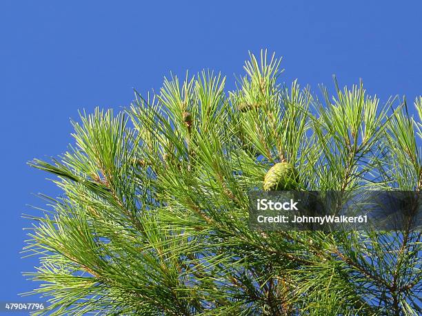 Green Pinecone Stock Photo - Download Image Now - 2015, Branch - Plant Part, Brown