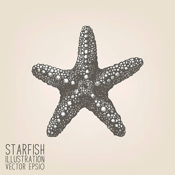 vector sketch with hand drawn sea star - denizyıldızı illüstrasyonlar stock illustrations