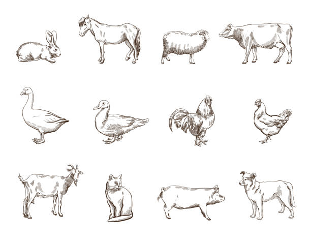 stockillustraties, clipart, cartoons en iconen met farm animals - gravure gefabriceerd object illustraties