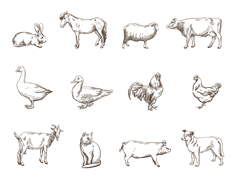 Vector sketch of twelve farm animals silhouette 