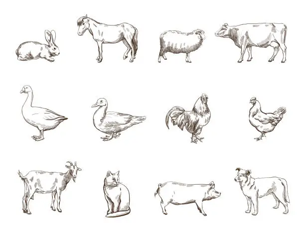 Vector illustration of Farm animals