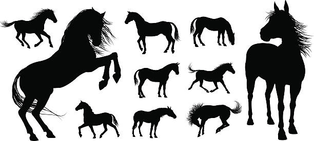 Horse Silhouettes A set of high quality very detailed horses in various poses in silhouette doe deer silhouette stock illustrations