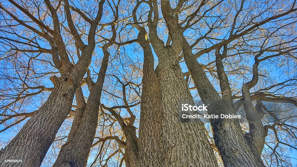 Low Angle View of Oak Tree Trunks with No Leaves Multiple oak tree trunks reach up to the sky in this low angle photograph of bare tree trunks with only buds on the branches as leaves. The sky is blue in the background and the trees take up the full frame. 2015 Stock Photo