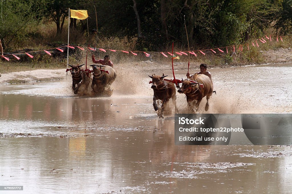 Water buffalo racing in Thailand. Chonburi ,Thailand - December 28,2014 : Unidentified participants at the annual Buffalo Water Racing in Chonburi  Province, Eastern of Thailand on December 28, 2014. The event attracts buffalo owners and jockeys from all over Thailand. 2015 Stock Photo