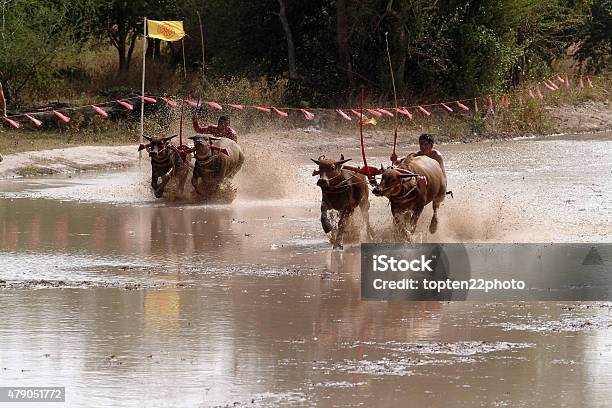 Water Buffalo Racing In Thailand Stock Photo - Download Image Now - 2015, Activity, Adult