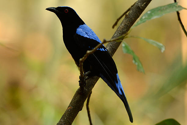 istock male Asian Fairy Bluebird (Irena puella) 479053205