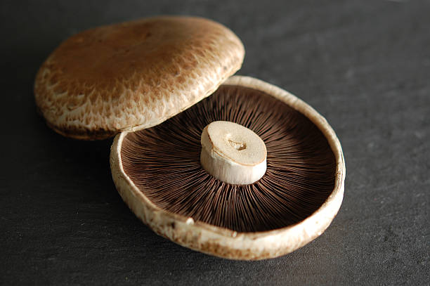Studio shot of a large portobello mushroom cut out against a white background.