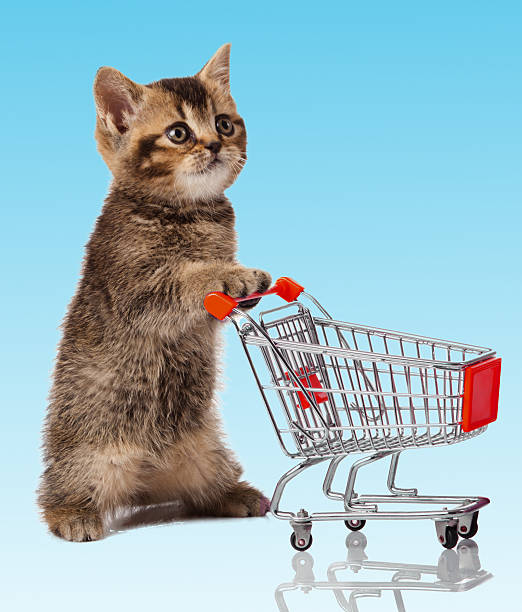 istock british cat with shopping cart 479053945
