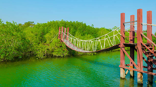 istock Suspension bridge in tropical mangrove forest, Thailand 479053981