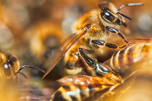 Group of honeybees into a  beehive.