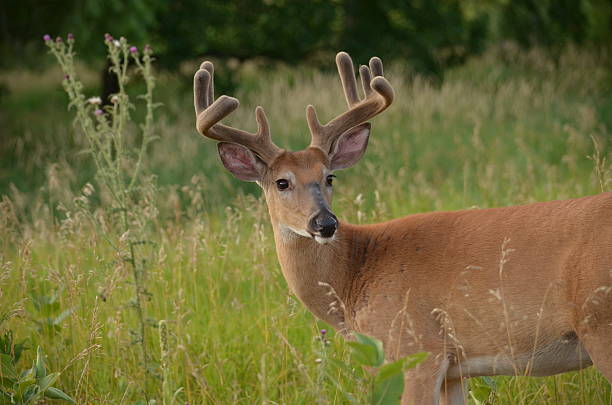 istock Buck in Velvet 479054353