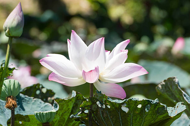 istock Lotus flower and Lotus flower plants 479054366